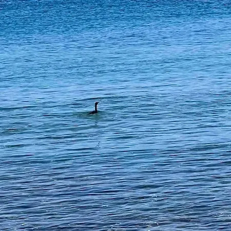 Aquamarine * Firopotamos