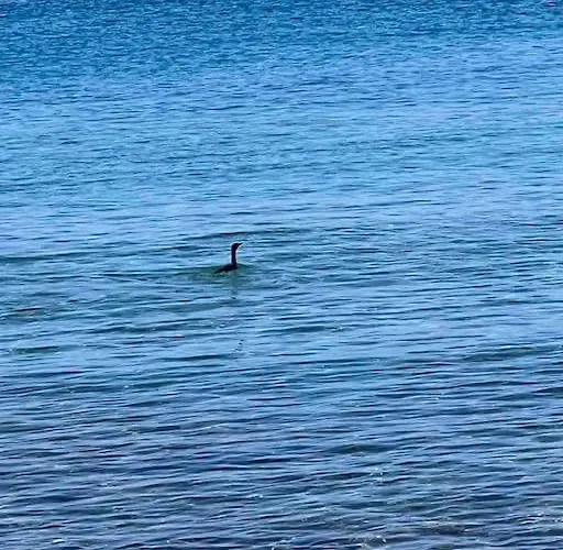 Aquamarine * Firopotamos